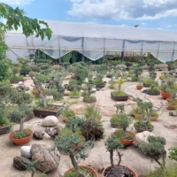 ΠΕΤΡΟΣ ΜΑΥΡΟΜΑΤΗΣ