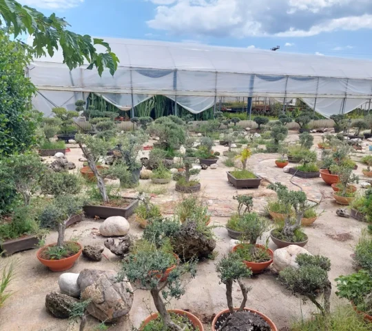 ΦΥΤΩΡΙΑ ΜΑΥΡΟΜΑΤΗ